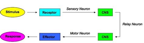 How Does the Brain Determine the Location of a Stimulus - Fabian-has-Bean