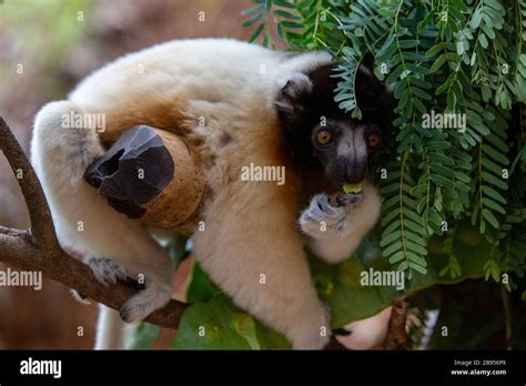 Crowned Sifaka lemur in Madagascar Stock Photo - Alamy