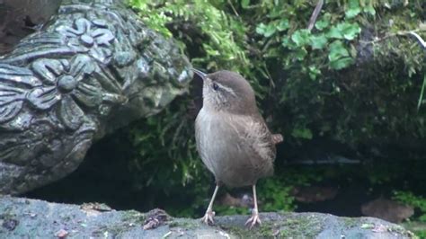 Wren feeding at pond - YouTube