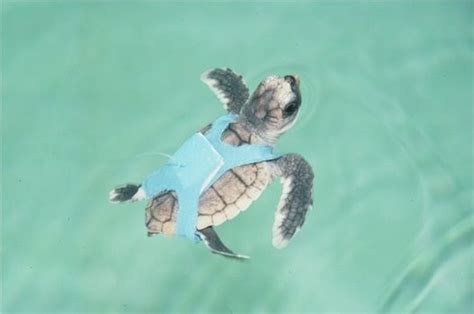 Loggerhead Turtle Migration Follows Magnetic Map | Live Science