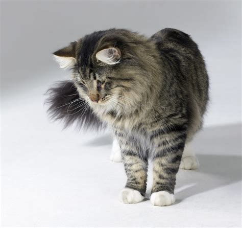 Norwegian Forest Cat Personality Traits - NorwegianCat.com