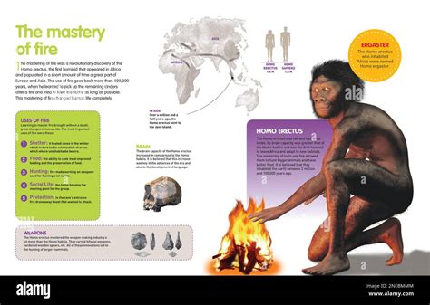 Infographic of the Homo erectus, the first hominid that achieved ...