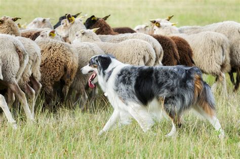 Border Collie Gently Caring for Newborn Lamb Melts Hearts: 'Loves Her ...