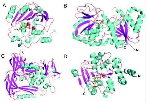 Structural folds of glycosyltransferases (GTs). Structural ribbon ...