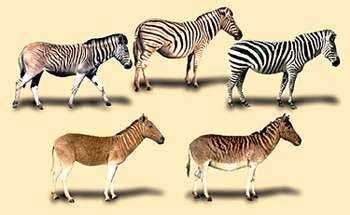 How a Zebra Lost its Stripes: Rapid Evolution of the Quagga | Zebra ...