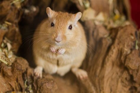 121 Best Gerbil Names In 2024 - We're All About Pets