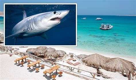 Shark attack news: Two women killed near Red Sea resort within hours ...