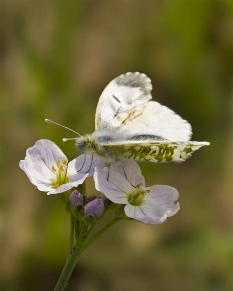 butterfly female orange tip | Female orange Tip butterfly fe… | Flickr