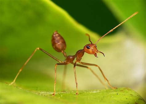 Weaver ant | Ant insect, Insects, Insect photos