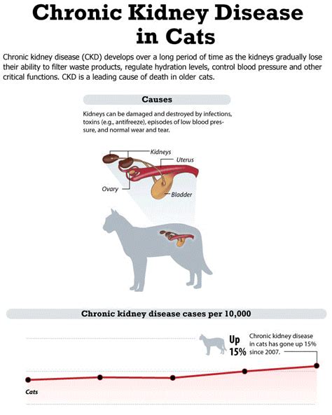 3. Chronic Renal Disease - Dr. Bills Pet Nutrition