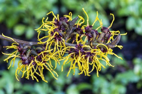 Hamamelis Mollis Witch Hazel Stock Image - Image of hamamelis, flower ...