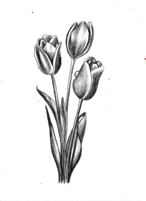 How to draw Tulip flower/flower drawing series#3 Tulip Drawing Pencil ...