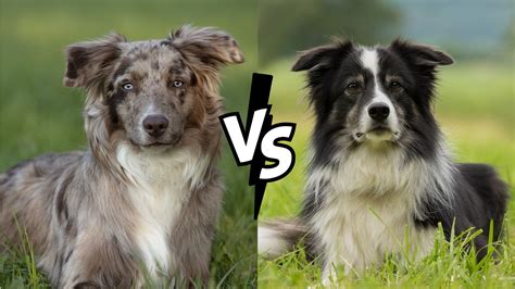 Australian Shepherd Vs Border Collie: A Detailed Comparison