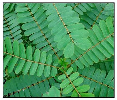 Akapulko / Cassia alata Linn. / RINGWORM BUSH / Yi bing jue ming ...