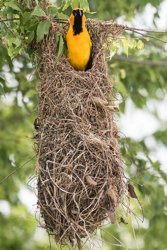 Altamira Oriole on Nest | Matt Stratmoen | Flickr