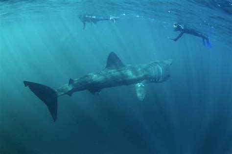 Basking Shark Size Comparison To Human