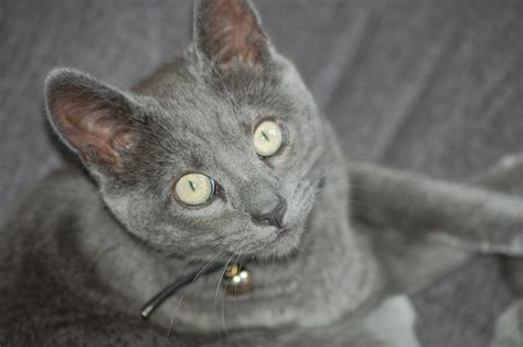 what breed is my new kitten? | The Cat Site