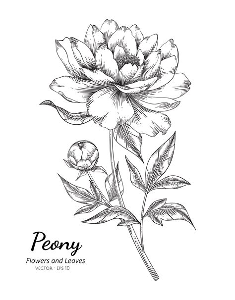 Hand Drawn Peony Flower 962964 Vector Art at Vecteezy