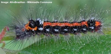 Black and Orange Caterpillars (With Pictures) – Identification (2022)