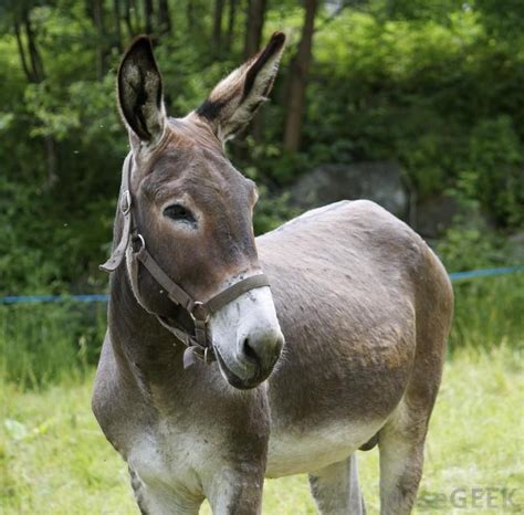 What is a Mule? (with pictures) | What is a mule, Animal planet, Animals