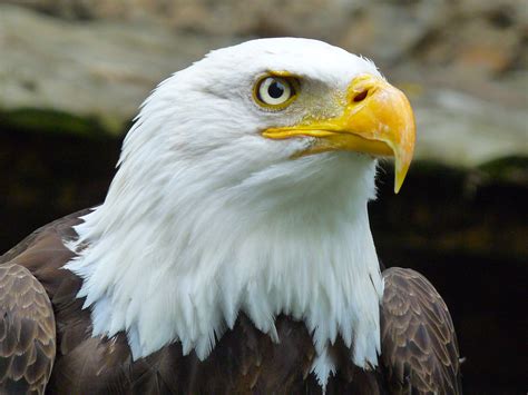 Free Images : wing, wildlife, beak, fauna, bird of prey, bald eagle ...