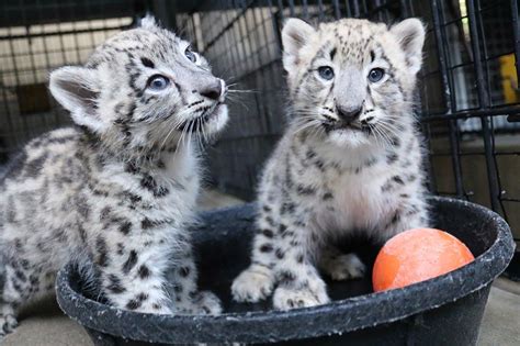 Omaha’s Henry Doorly Zoo Welcomes 2 Stunning Snow Leopard Cubs