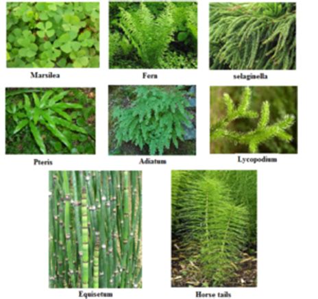 Examples Of Seed Plants