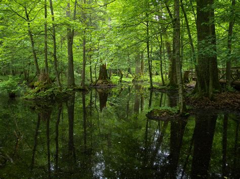 Białowieża National Park, Poland | Frank Vassen | Flickr