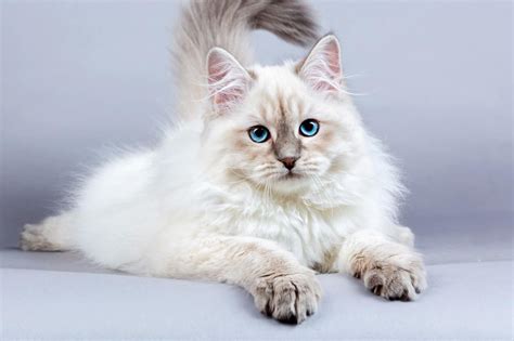 Hypoallergenic Siberian Cat Breeder | Care About Cats