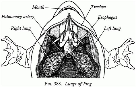 Frog lungs | Respiratory system, Frog, Human digestive system