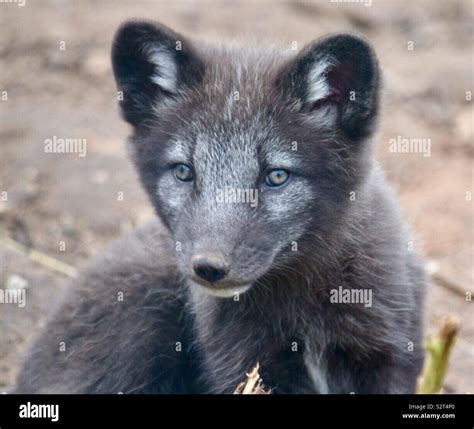 Arctic fox cub Stock Photo - Alamy