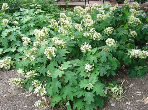 Summer Pruning of Oakleaf and Bigleaf Hydrangeas | What Grows There ...