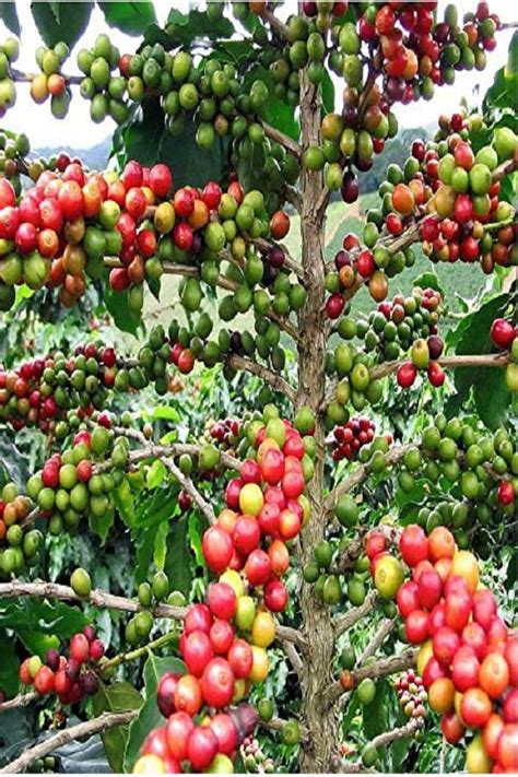 How To Grow Your Own Coffee Beans - House for Rent