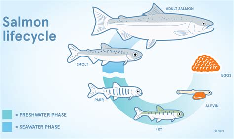 Salmon Life Cycle Chart