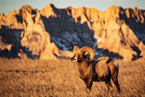 Bighorn Sheep Ram of Badlands National Park on Behance