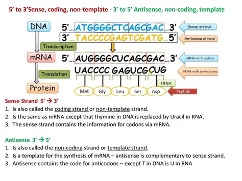 Transcription and Translation and the Genetic Code - online presentation