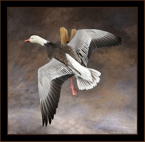 Blue Goose Mounts by Birdman Studios – Birdman Studios