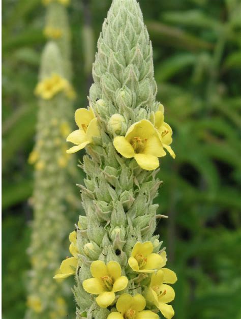 Mullein Flower Essence | 3 Flowers Healing