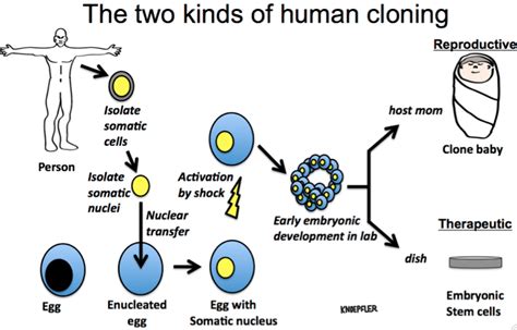 Human cloning successfully makes embryonic stem cells - The Niche