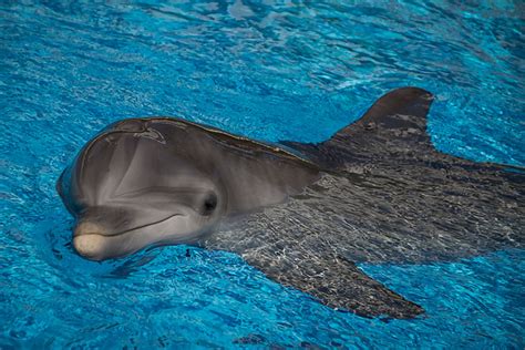 Dolphin Habitat | Flickr - Photo Sharing!