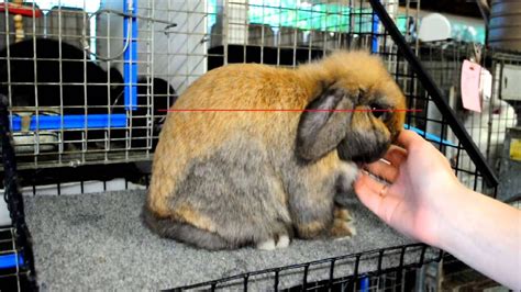 Posing Holland Lops | Holland lop, Showing livestock, Show rabbits