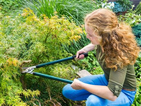 Pruning Japanese Maples: When And How To Prune a Japanese Maple