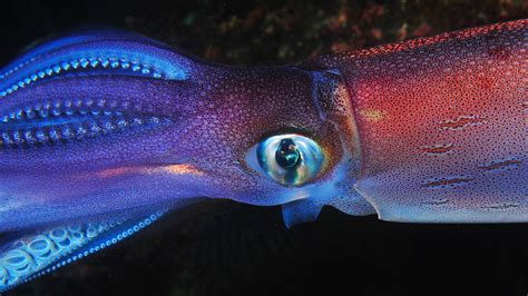 Giant Squid Caught On Camera Shows How These Deep Sea Predators Hunt