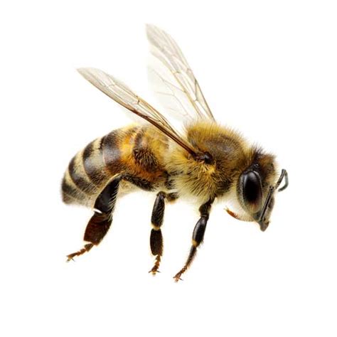 Honey Bee Identification, Habits & Behavior | Florida Pest Control