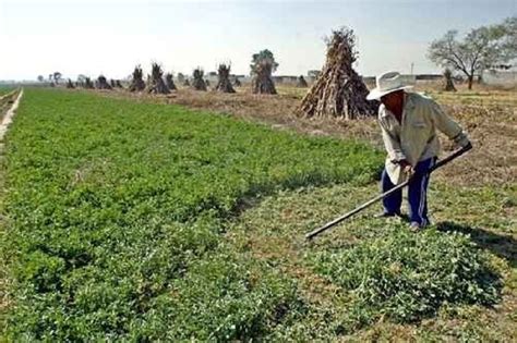 La pandemia deja sin empleo en dos meses a 62,800 campesinos en México ...