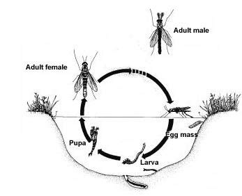 Biology and Control of Non-Biting Aquatic Midges | NC State Extension ...