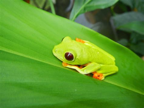 Our Herp Class: The Red-Eyed Tree Frog