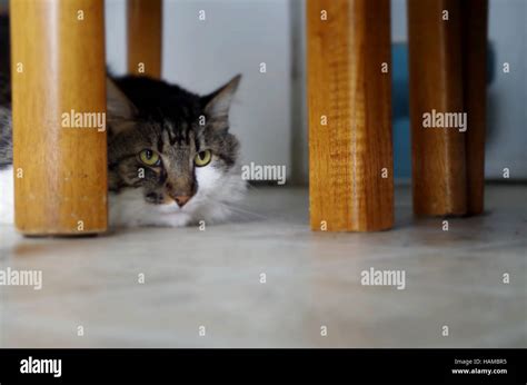 A cat under the table Stock Photo - Alamy