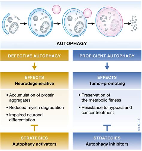 Autophagy in major human diseases