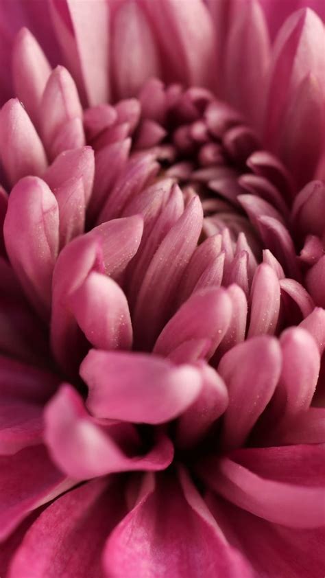 Close-up of pink dahlia, Portland, Oregon, USA | Windows Spotlight Images